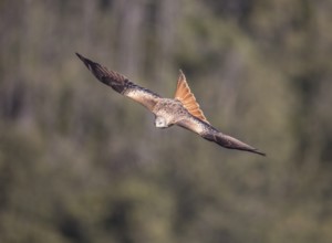 Red kite (Milvus milvus), Extremadura, Castilla La Mancha, Spain