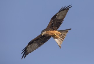 Red kite (Milvus milvus), Extremadura, Castilla La Mancha, Spain