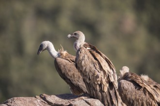 Griffon vulture (Gyps fulvus), Extremadura, Castilla La Mancha, Spain