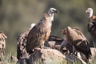 Griffon vulture (Gyps fulvus), Extremadura, Castilla La Mancha, Spain