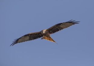Red kite (Milvus milvus), Extremadura, Castilla La Mancha, Spain