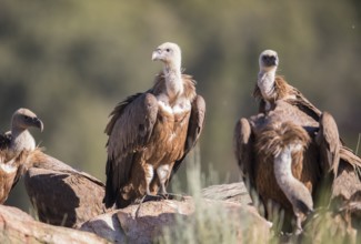 Griffon vulture (Gyps fulvus), Extremadura, Castilla La Mancha, Spain