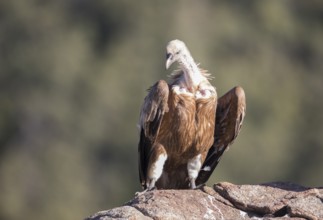 Griffon vulture (Gyps fulvus), Extremadura, Castilla La Mancha, Spain