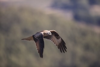 Red kite (Milvus milvus), Extremadura, Castilla La Mancha, Spain