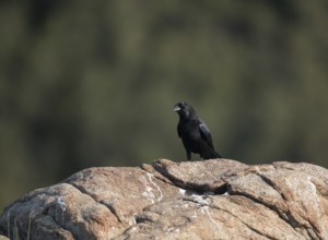 Raven (Corvus corax), Extremadura, Castilla La Mancha, Spain
