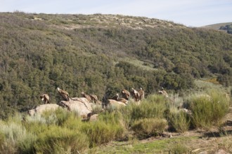 Griffon vulture (Gyps fulvus), Extremadura, Castilla La Mancha, Spain