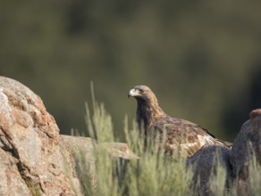 Golden eagle (Aquila chrysaetos), Extremadura, Castilla La Mancha, Spain