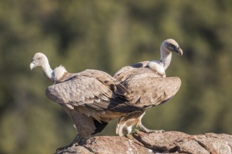 Griffon vulture (Gyps fulvus), Extremadura, Castilla La Mancha, Spain
