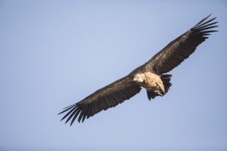 Griffon vulture (Gyps fulvus), Extremadura, Castilla La Mancha, Spain