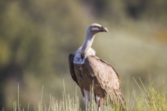 Griffon vulture (Gyps fulvus), Extremadura, Castilla La Mancha, Spain