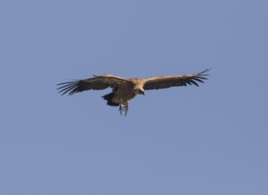 Griffon vulture (Gyps fulvus), Extremadura, Castilla La Mancha, Spain