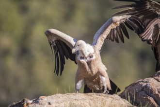 Griffon vulture (Gyps fulvus), Extremadura, Castilla La Mancha, Spain