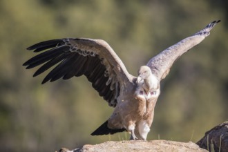 Griffon vulture (Gyps fulvus), Extremadura, Castilla La Mancha, Spain