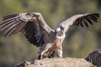 Griffon vulture (Gyps fulvus), Extremadura, Castilla La Mancha, Spain