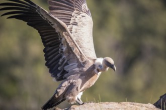 Griffon vulture (Gyps fulvus), Extremadura, Castilla La Mancha, Spain