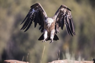 Griffon vulture (Gyps fulvus), Extremadura, Castilla La Mancha, Spain
