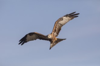 Red kite (Milvus milvus), Extremadura, Castilla La Mancha, Spain