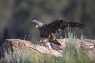 Golden eagle (Aquila chrysaetos), Extremadura, Castilla La Mancha, Spain