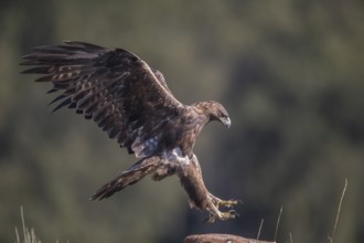Golden eagle (Aquila chrysaetos), Extremadura, Castilla La Mancha, Spain