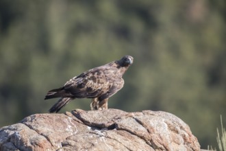 Golden eagle (Aquila chrysaetos), Extremadura, Castilla La Mancha, Spain