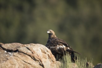 Golden eagle (Aquila chrysaetos), Extremadura, Castilla La Mancha, Spain