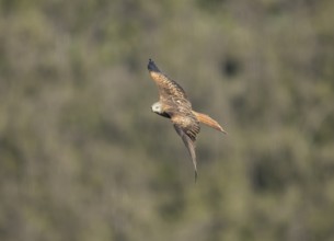 Red kite (Milvus milvus), Extremadura, Castilla La Mancha, Spain