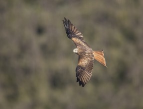 Red kite (Milvus milvus), Extremadura, Castilla La Mancha, Spain