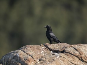 Raven (Corvus corax), Extremadura, Castilla La Mancha, Spain