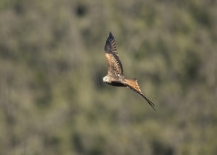 Red kite (Milvus milvus), Extremadura, Castilla La Mancha, Spain
