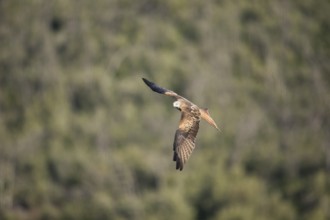 Red kite (Milvus milvus), Extremadura, Castilla La Mancha, Spain