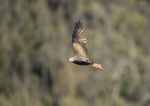 Red kite (Milvus milvus), Extremadura, Castilla La Mancha, Spain