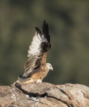 Red kite (Milvus milvus), Extremadura, Castilla La Mancha, Spain