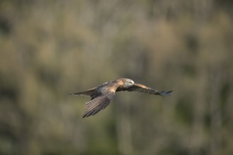 Red kite (Milvus milvus), Extremadura, Castilla La Mancha, Spain