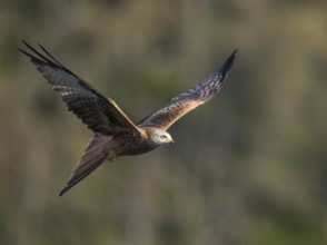 Red kite (Milvus milvus), Extremadura, Castilla La Mancha, Spain