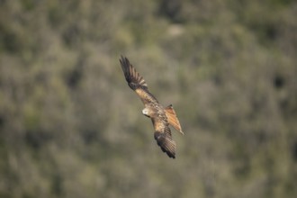 Red kite (Milvus milvus), Extremadura, Castilla La Mancha, Spain
