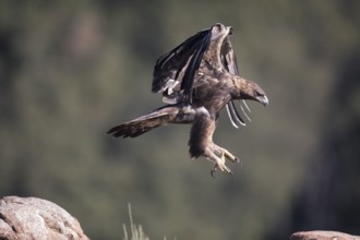 Golden eagle (Aquila chrysaetos), Extremadura, Castilla La Mancha, Spain