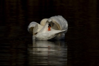 Mute swan (Cygnus olor) adult bird preening on the water surface of a lake, England, United Kingdom