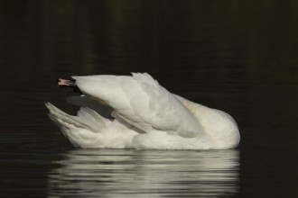 Mute swan (Cygnus olor) adult bird preening on the water surface of a lake, England, United Kingdom