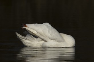 Mute swan (Cygnus olor) adult bird preening on the water surface of a lake, England, United Kingdom