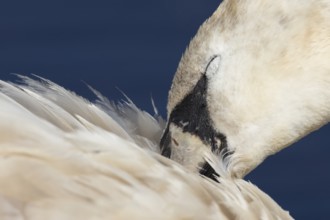 Mute swan (Cygnus olor) adult bird preening its wing feathers, England, United Kingdom