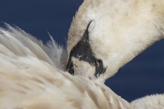 Mute swan (Cygnus olor) adult bird preening its wing feathers, England, United Kingdom