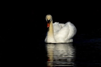 Mute swan (Cygnus olor) adult bird on the water surface of a lake, England, United Kingdom