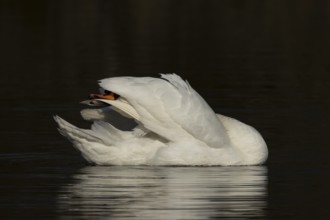 Mute swan (Cygnus olor) adult bird preening on the water surface of a lake, England, United Kingdom