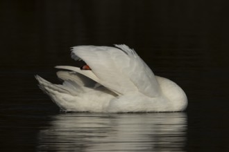 Mute swan (Cygnus olor) adult bird preening on the water surface of a lake, England, United Kingdom