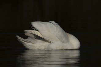 Mute swan (Cygnus olor) adult bird preening on the water surface of a lake, England, United Kingdom