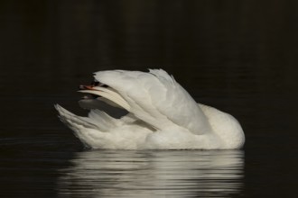 Mute swan (Cygnus olor) adult bird preening on the water surface of a lake, England, United Kingdom