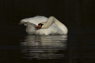 Mute swan (Cygnus olor) adult bird preening on the water surface of a lake, England, United Kingdom