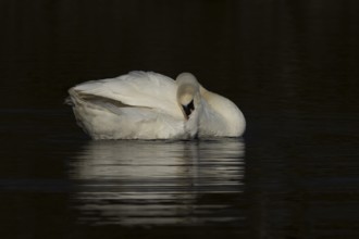 Mute swan (Cygnus olor) adult bird preening on the water surface of a lake, England, United Kingdom