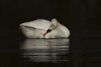 Mute swan (Cygnus olor) adult bird preening on the water surface of a lake, England, United Kingdom