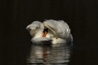 Mute swan (Cygnus olor) adult bird preening on the water surface of a lake, England, United Kingdom